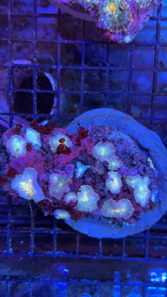 colonia rhodactis ultra 2