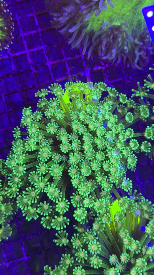 alveopora neon 2