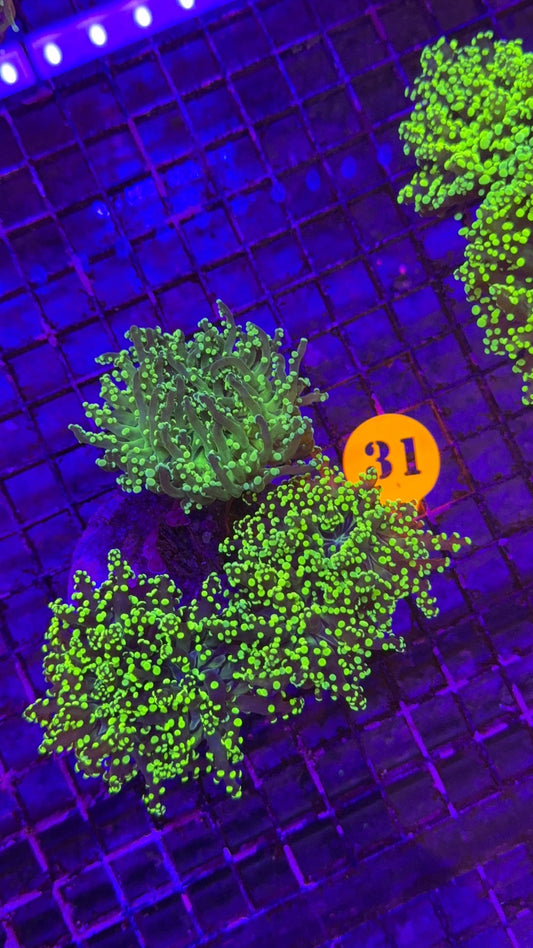 octospawn neon coloni