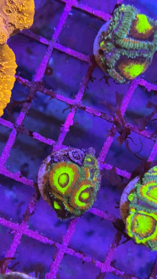 micromusa holy grail 4