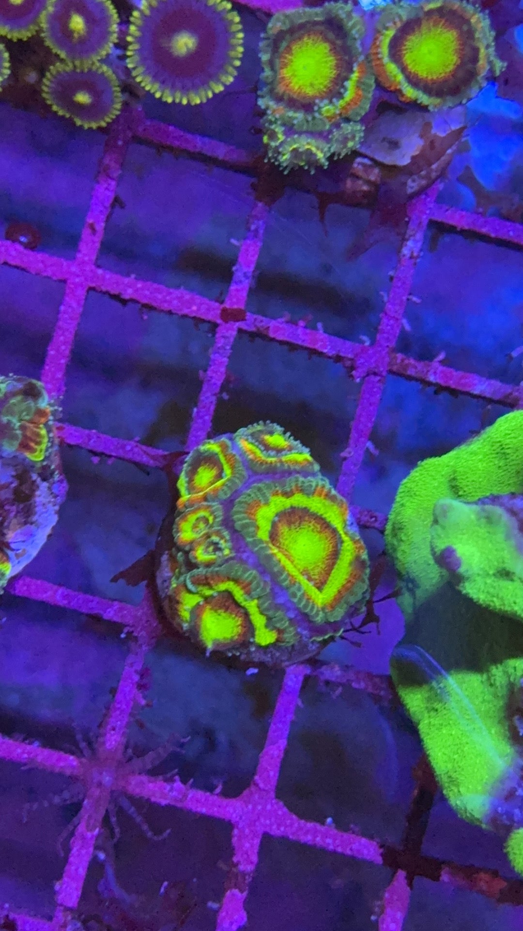 micromusa holy grail 5