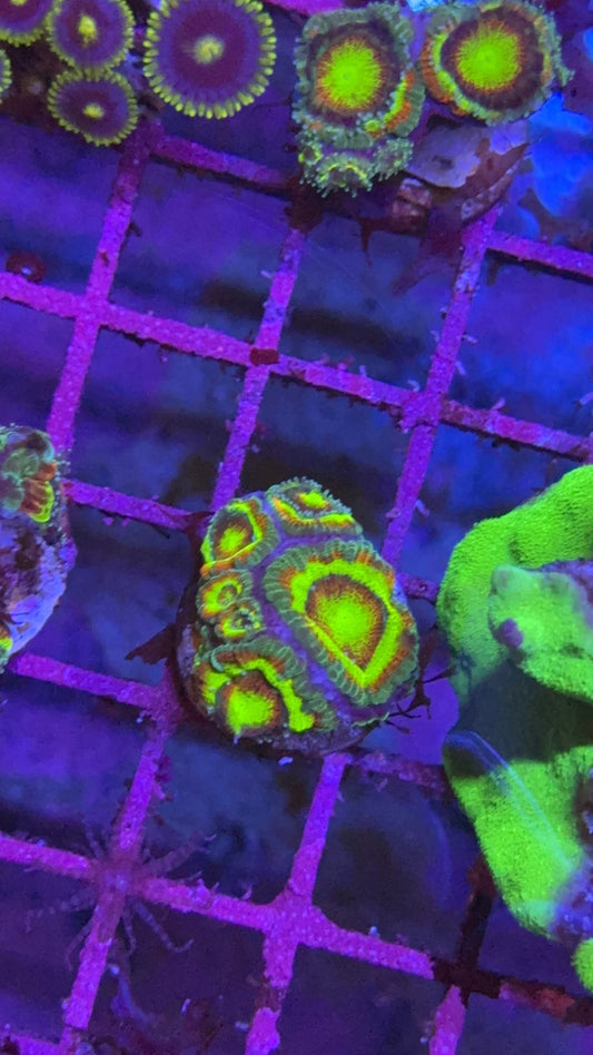 micromusa holy grail 5