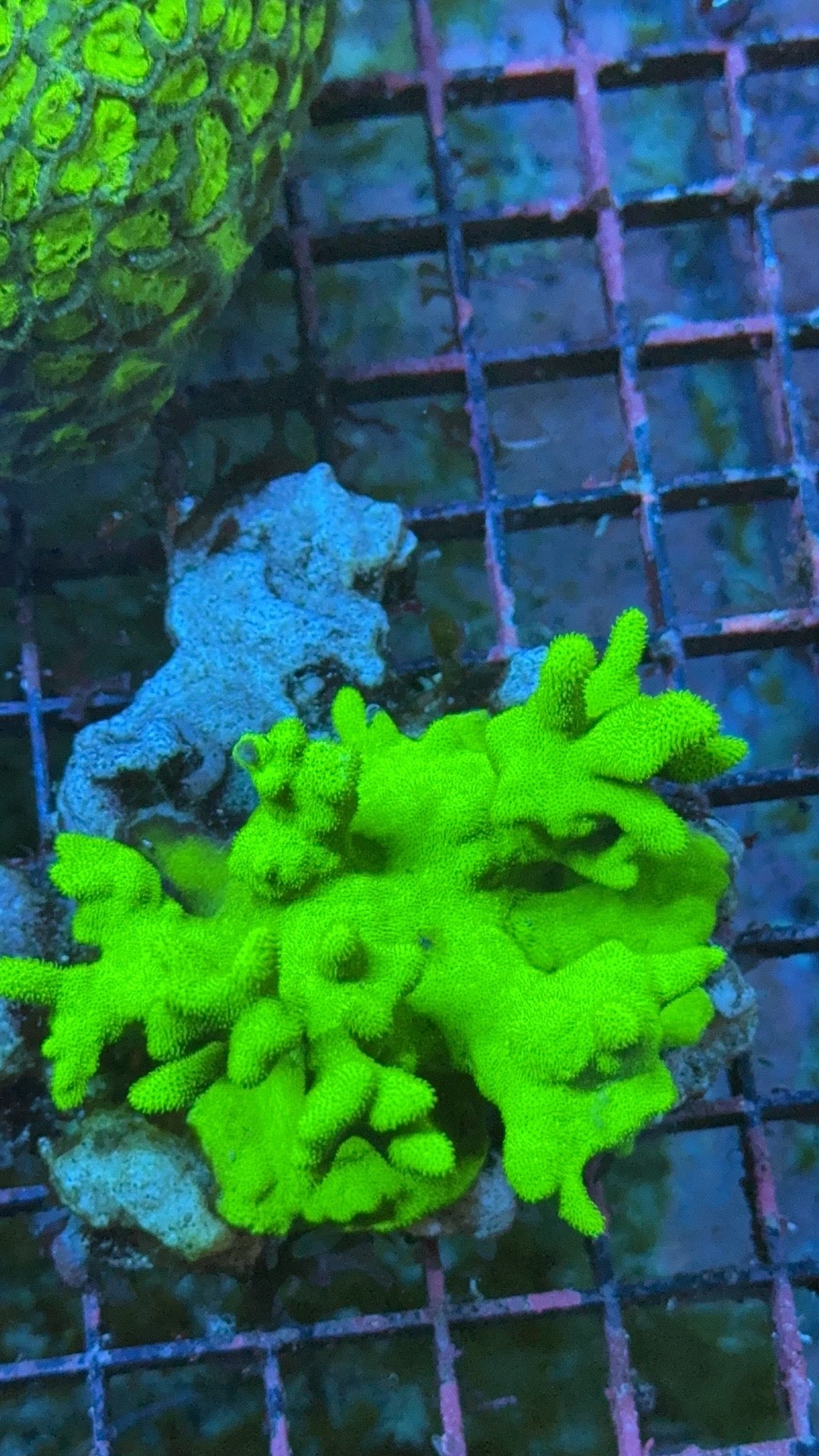psamocora