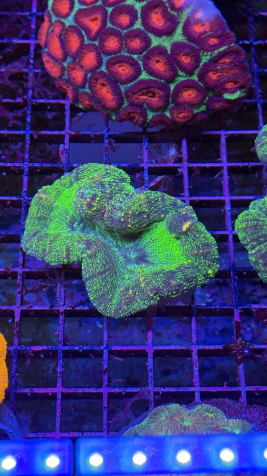 lobo green 1