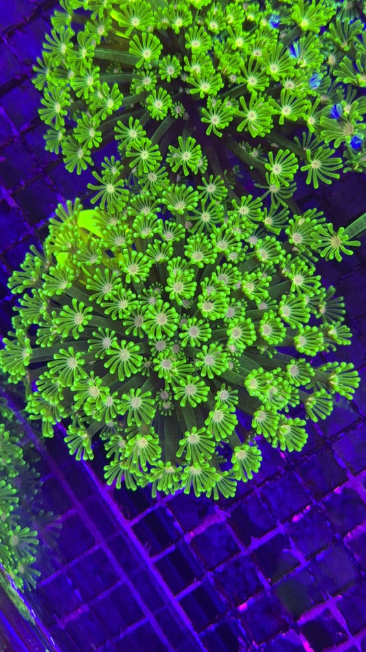 alveopora neon 4