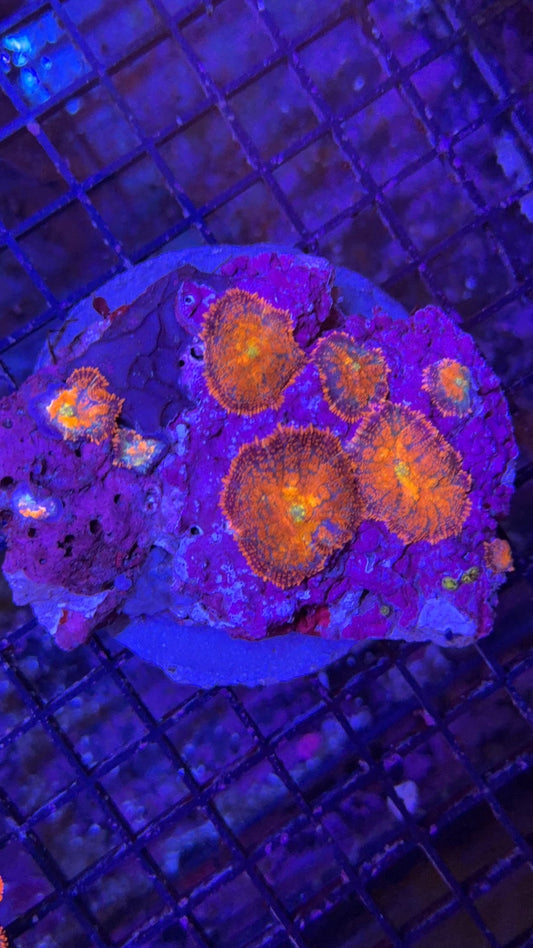 colonia rhodactis ultra 4