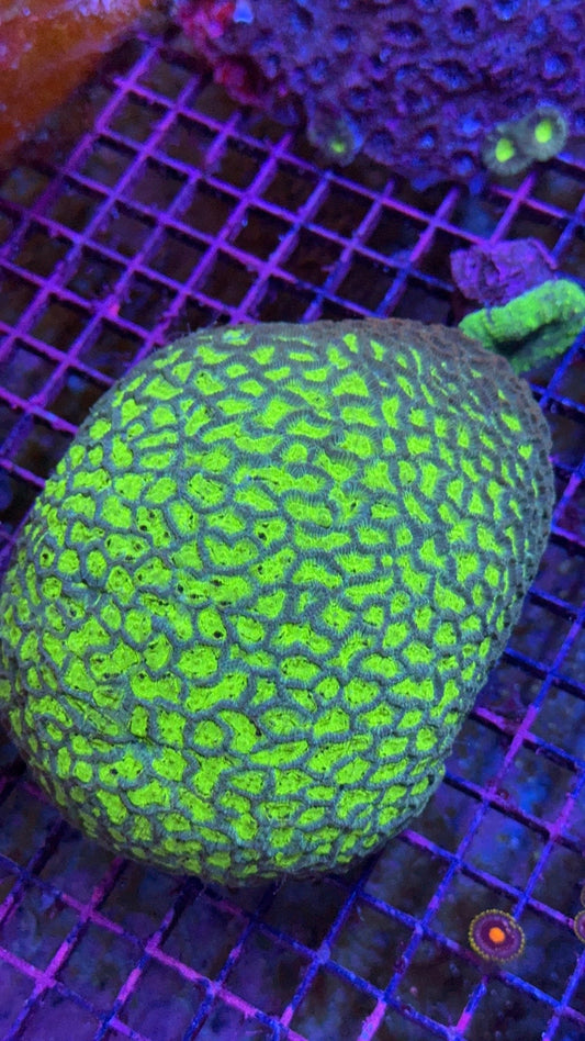 favia green colonia