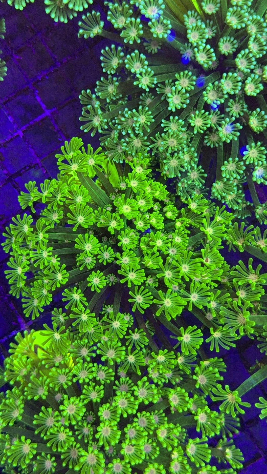alveopora neon 5