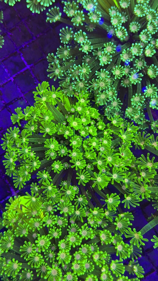 alveopora neon 5