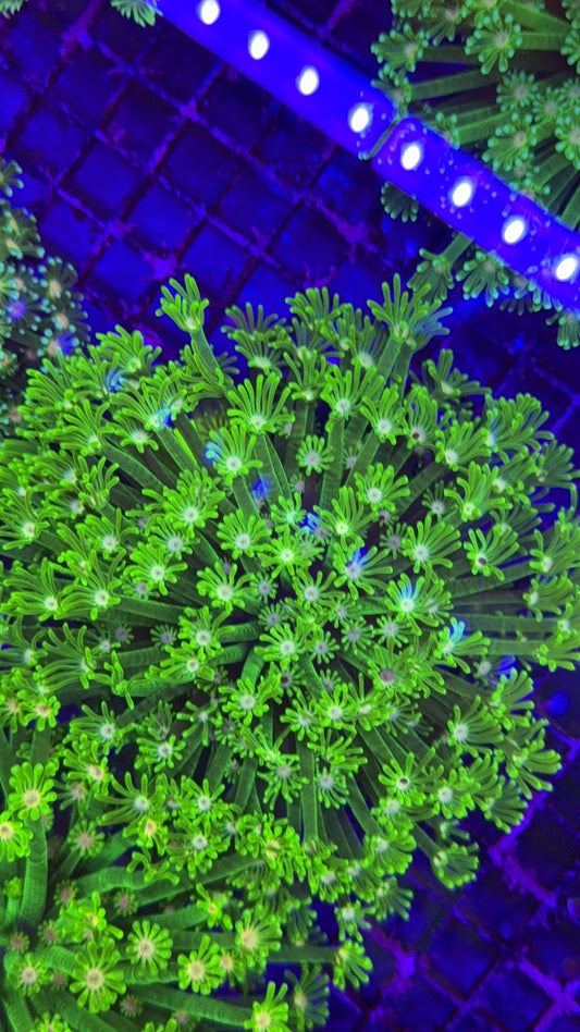 alveopora neon 6