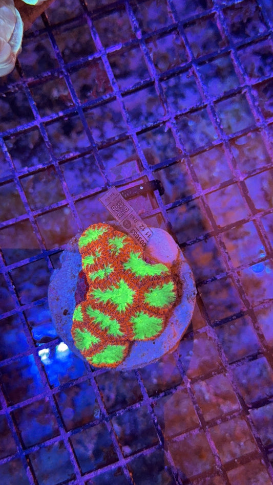 Blastomussa wellsi ultra