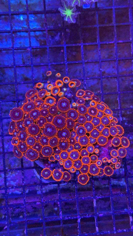 colonia zoa 1