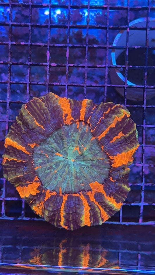 acantophyllia rainbow