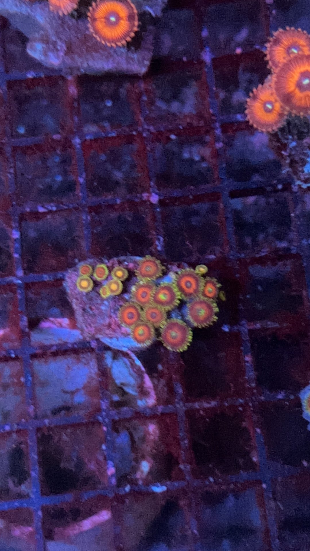 zoa 10