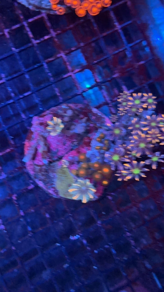 zoa 11