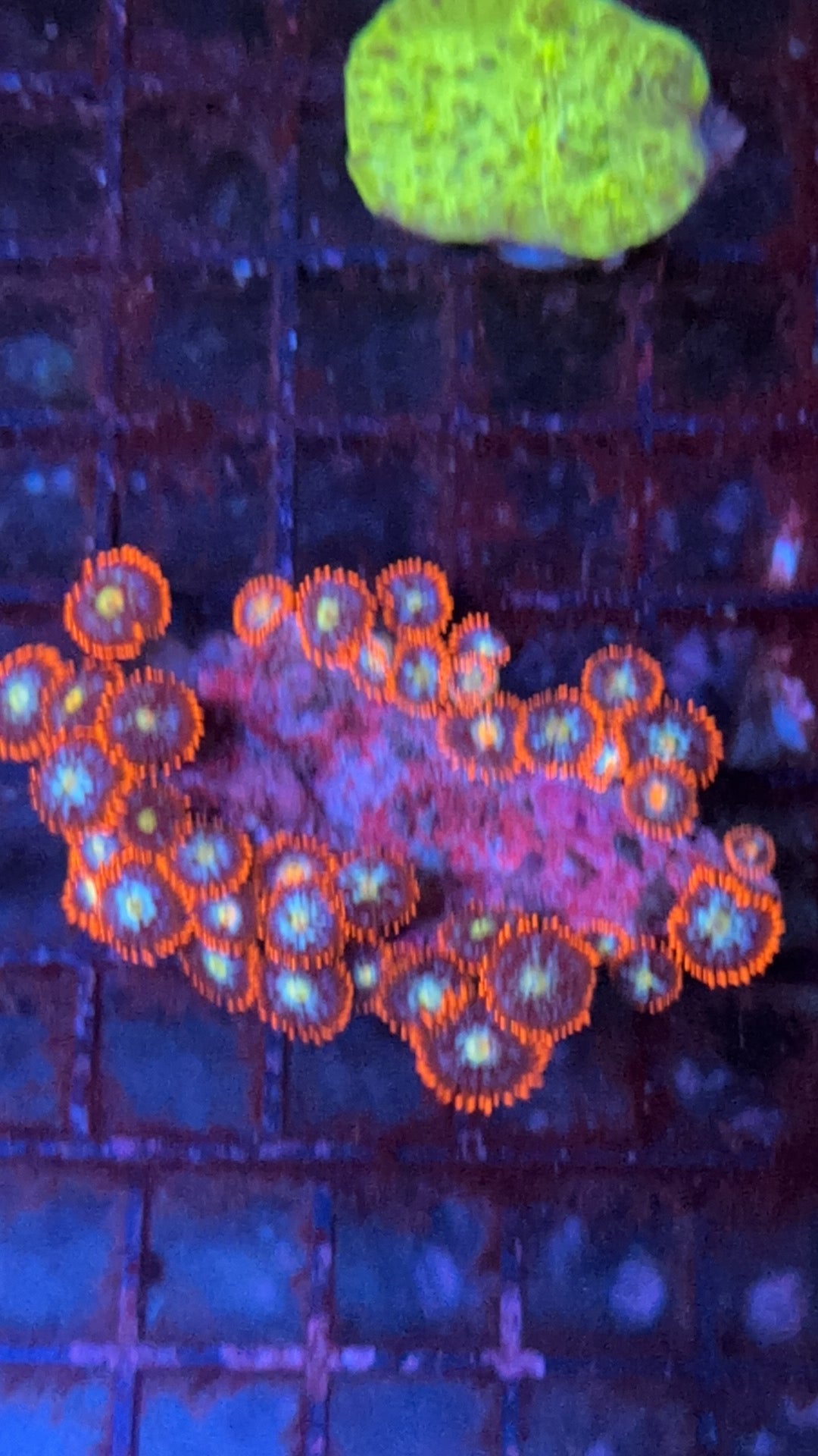 zoa 8